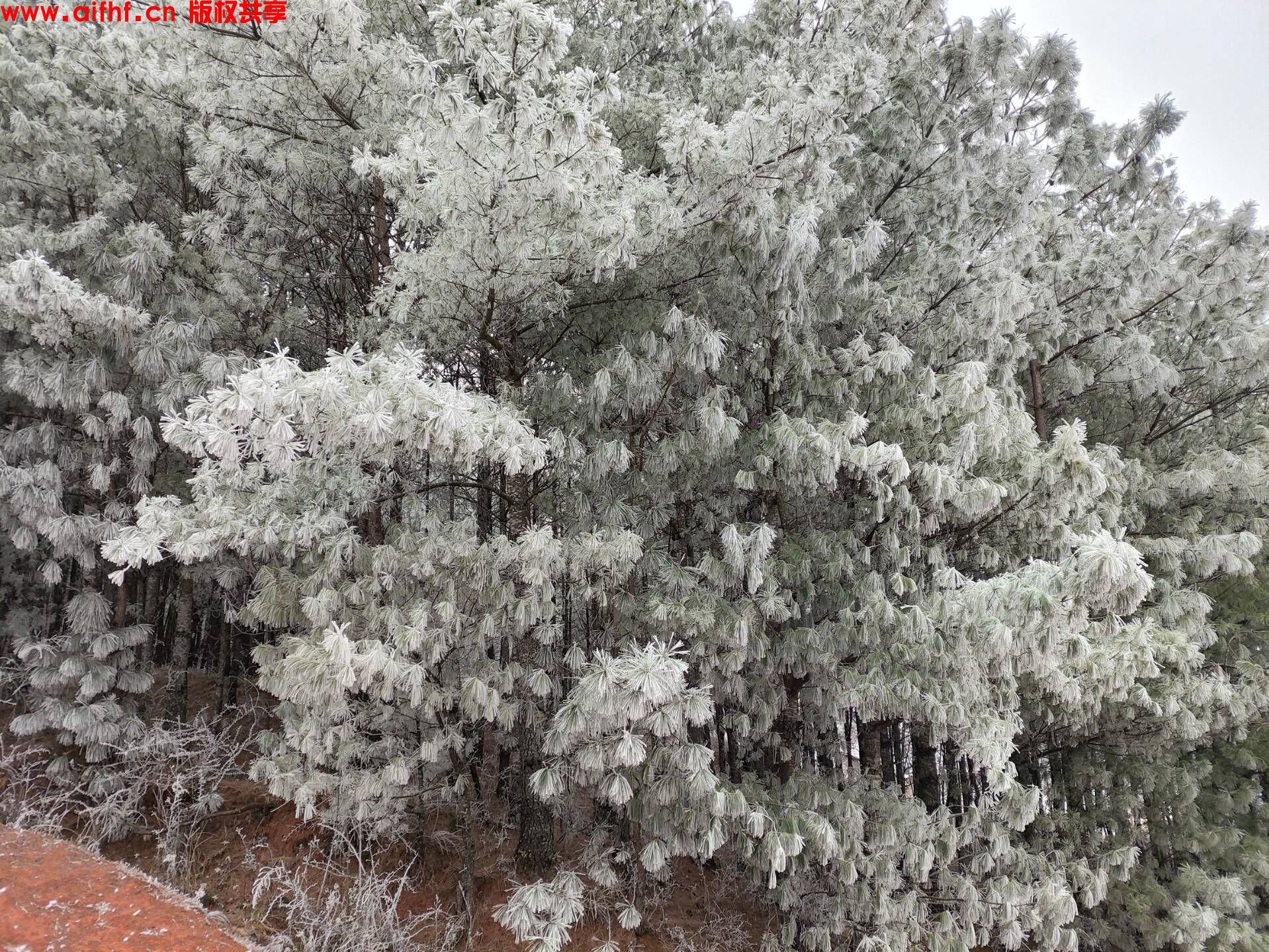 肖永进:云南"冰雪之舞"(AIFHF优秀图片)